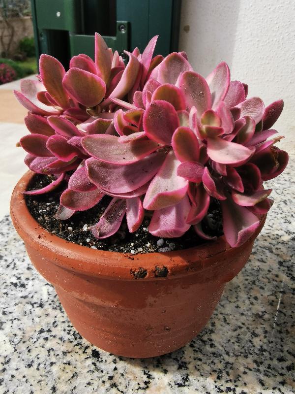 Echeveria Leucotricha.jpg